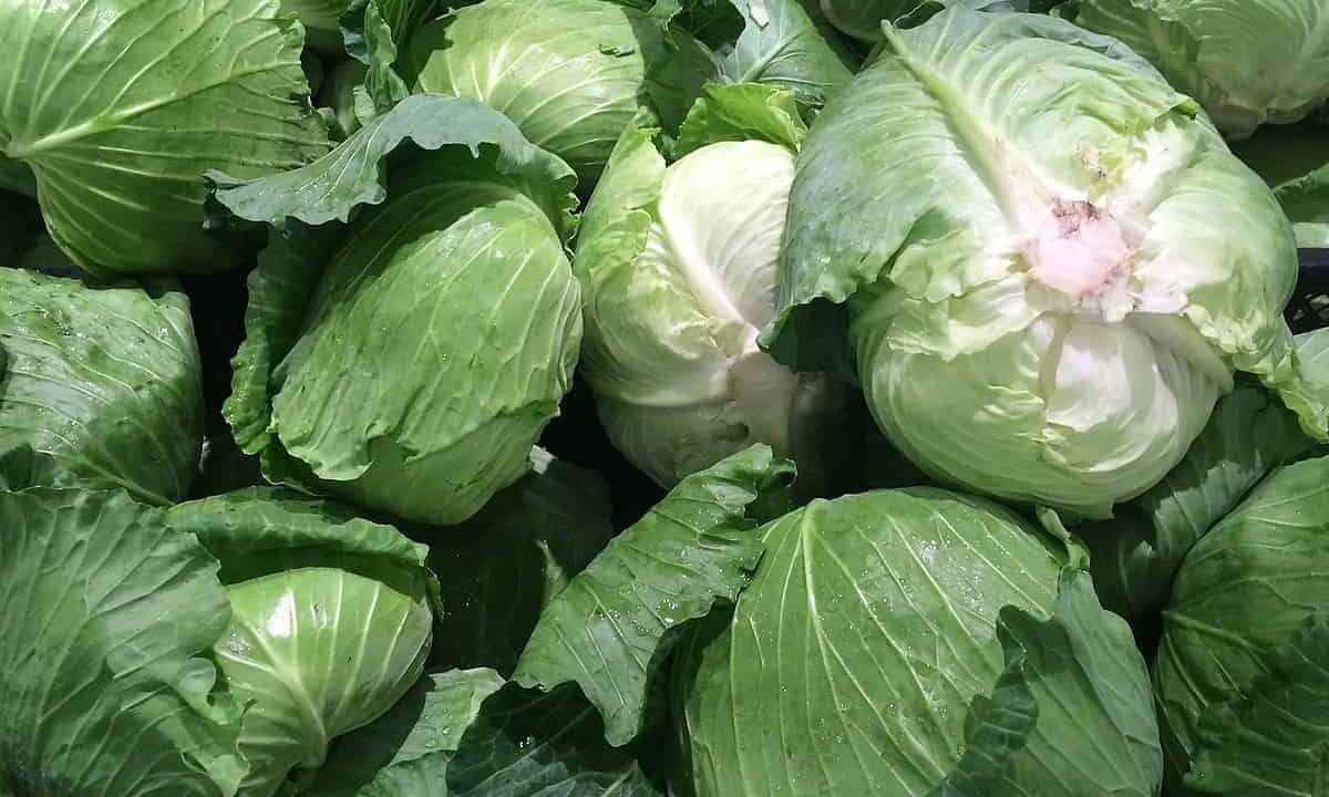Cabbage Netting