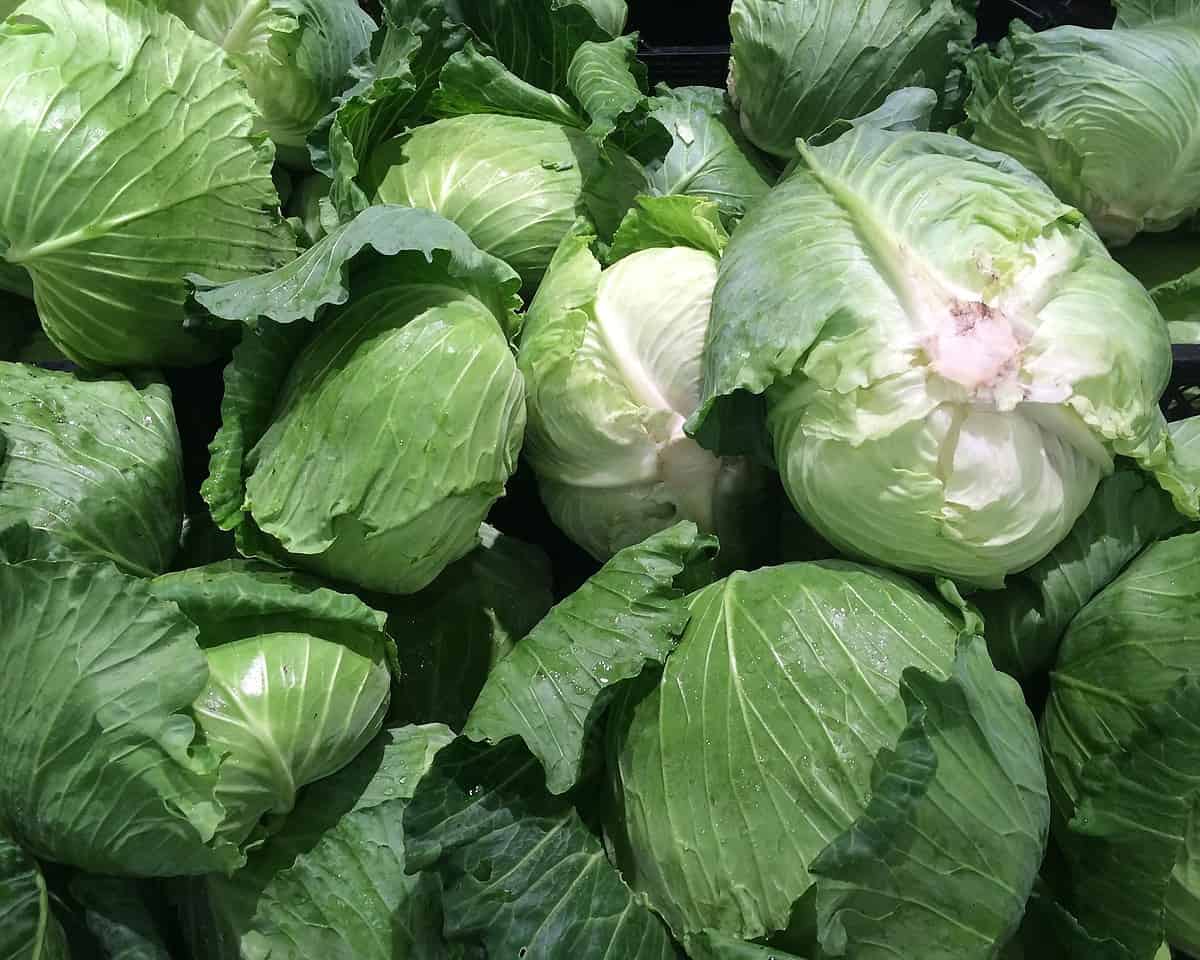 cabbage, green, pile-1663179.jpg