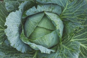 cabbage, vegetable, kale-1850722.jpg