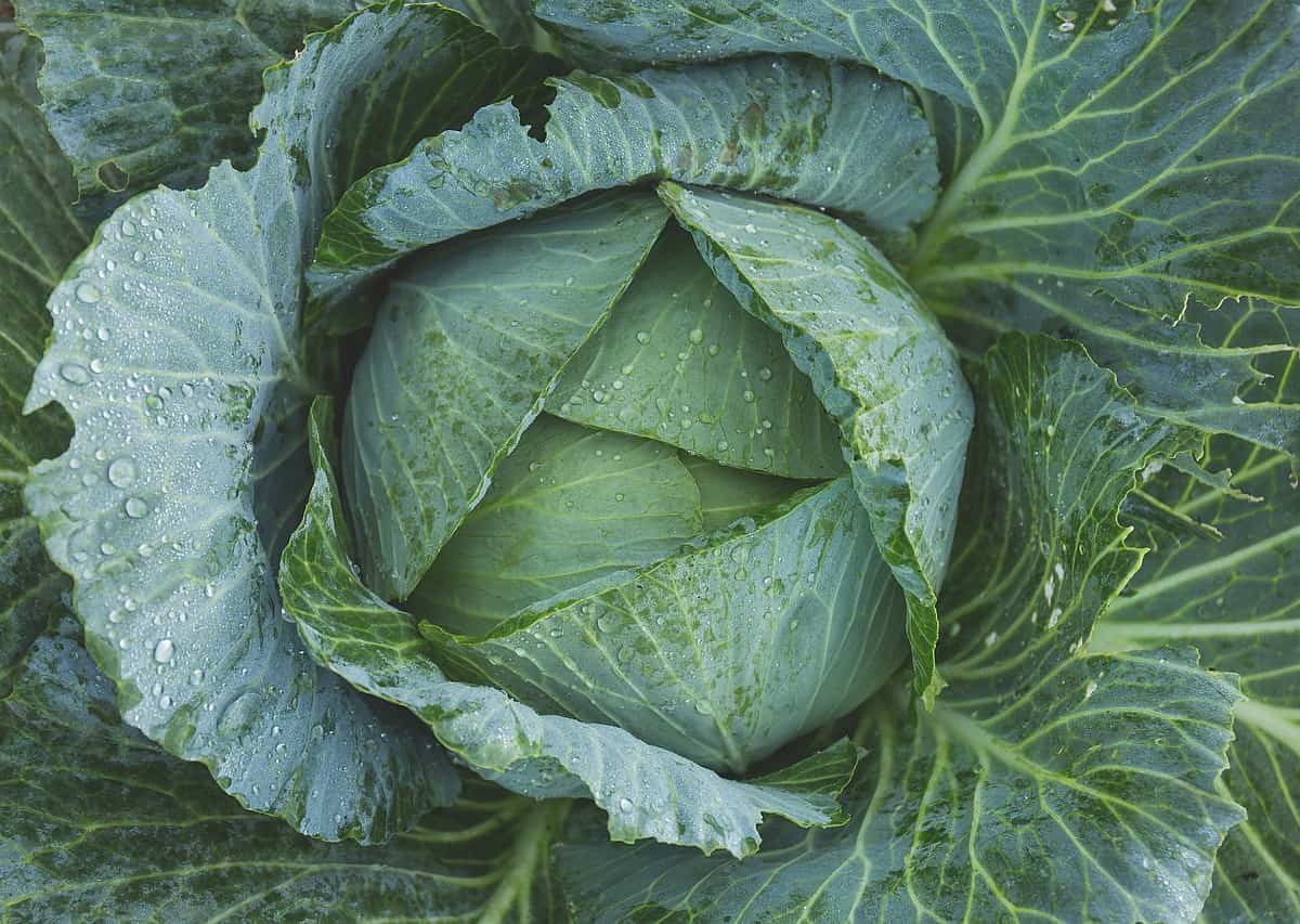 cabbage, vegetable, kale-1850722.jpg
