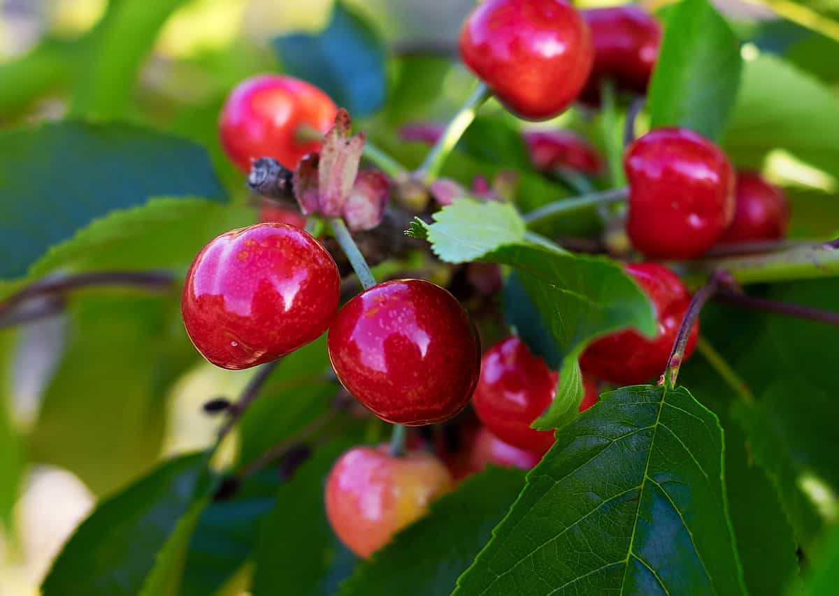 cherries, sweet cherries, fruit-3438599.jpg