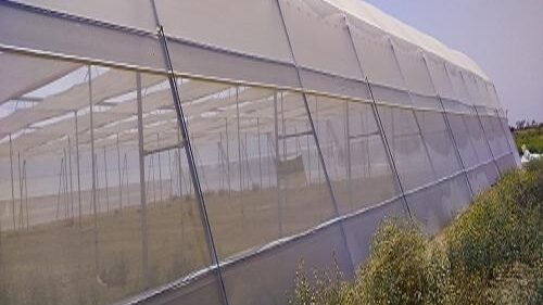 Insect netting for greenhouse