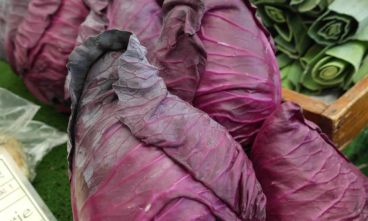 The Benefits of Brassica Netting for Vegetables EyouAgro