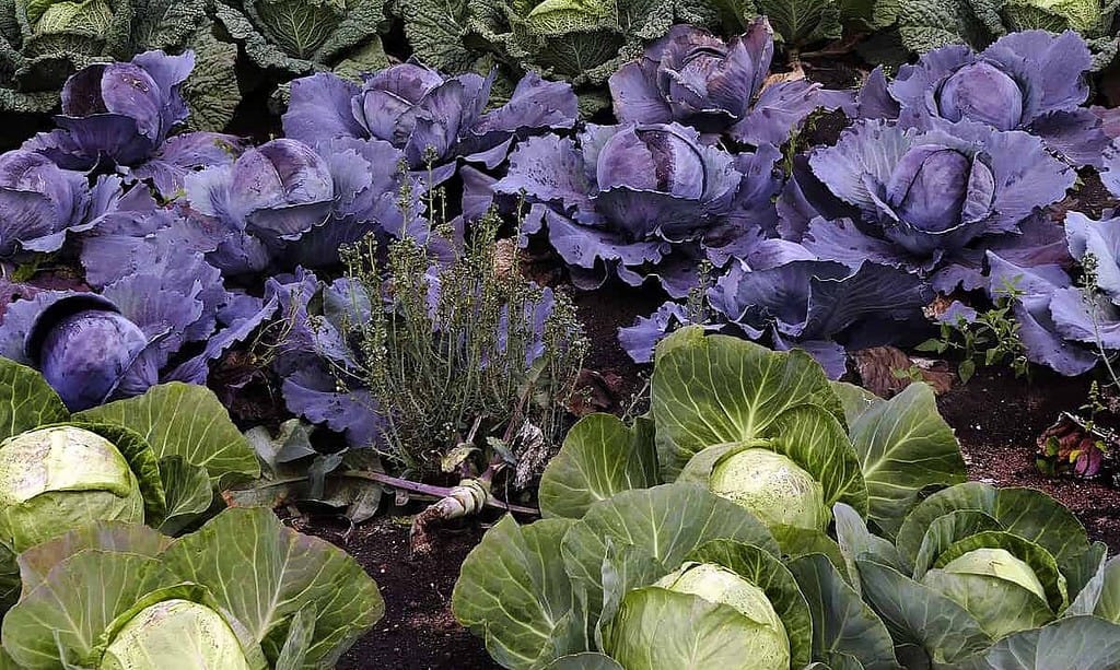 savoy, cabbage, herb-2552303.jpg