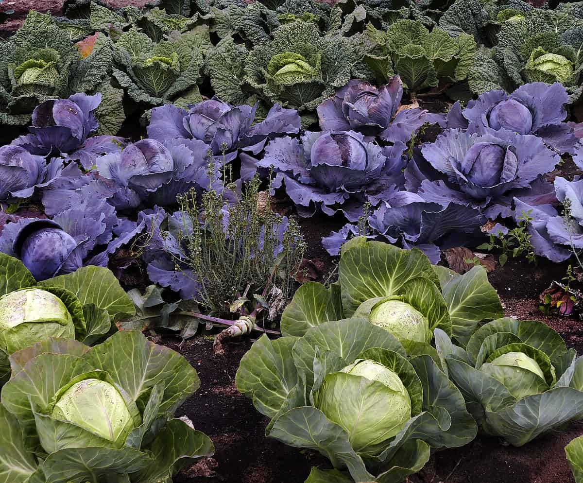 savoy, cabbage, herb-2552303.jpg