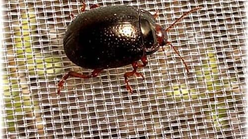 Red de escarabajo japonés