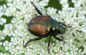 beetles, elytra, beetle japanese-4353923.jpg