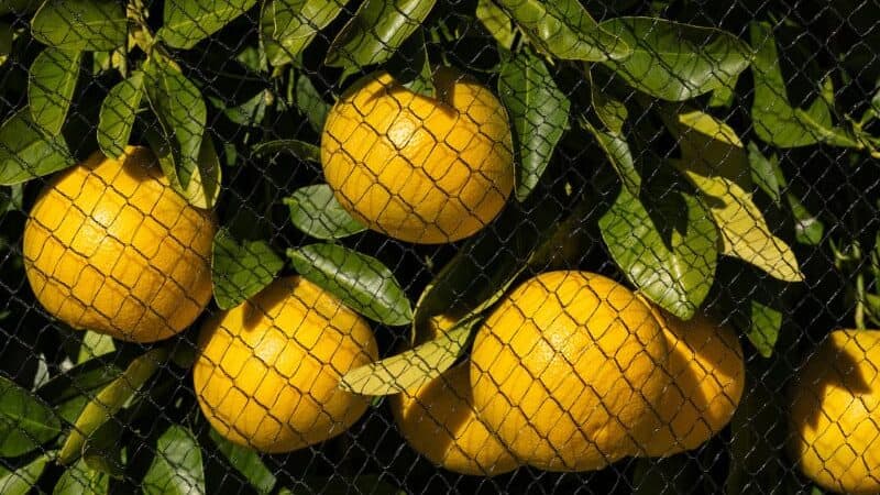 citrus netting 2