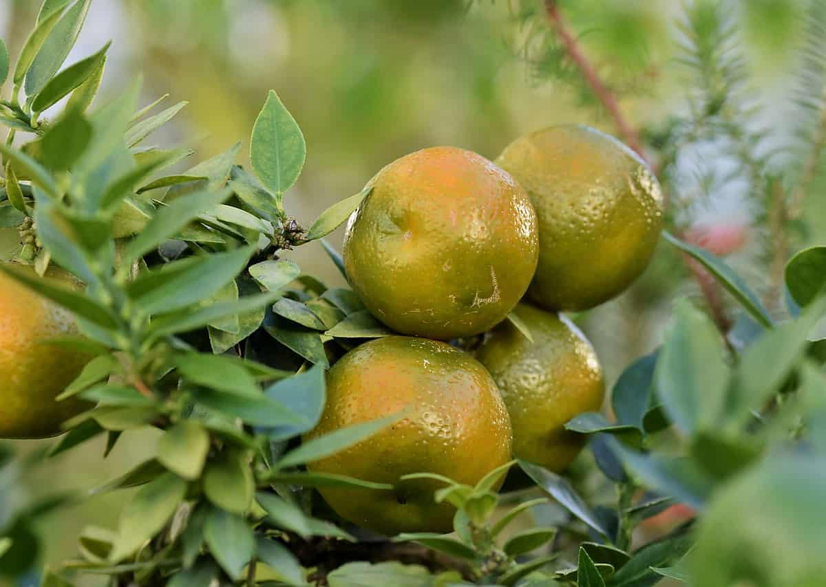 grapefruit, fruit, citrus fruit-7423430.jpg