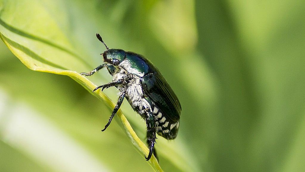 Japanese Beetle Netting Everything You Need to Know EyouAgro