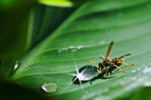 a drop of water, wasp, water-1499435.jpg