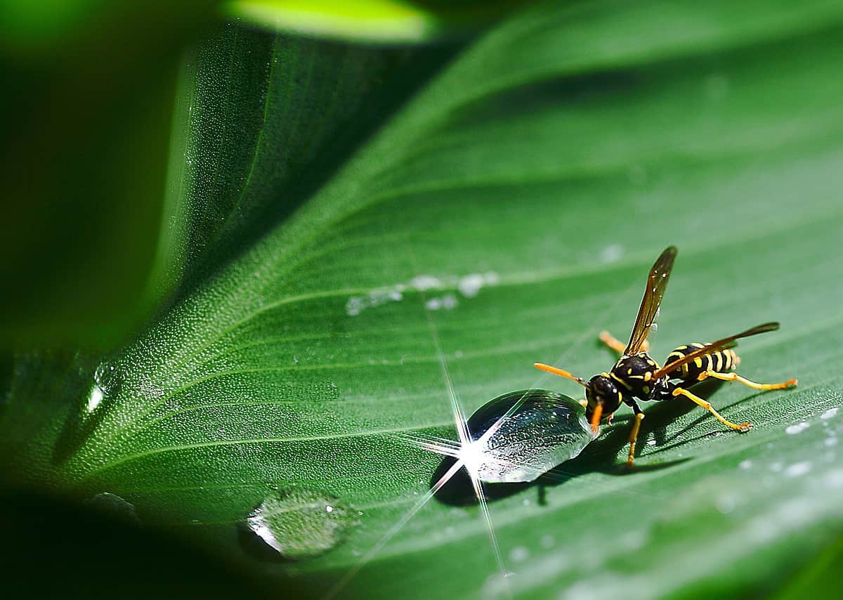 a drop of water, wasp, water-1499435.jpg