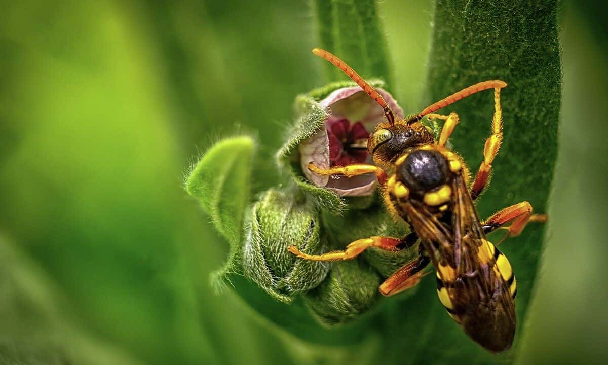 insect, wasp, macro-3377418.jpg