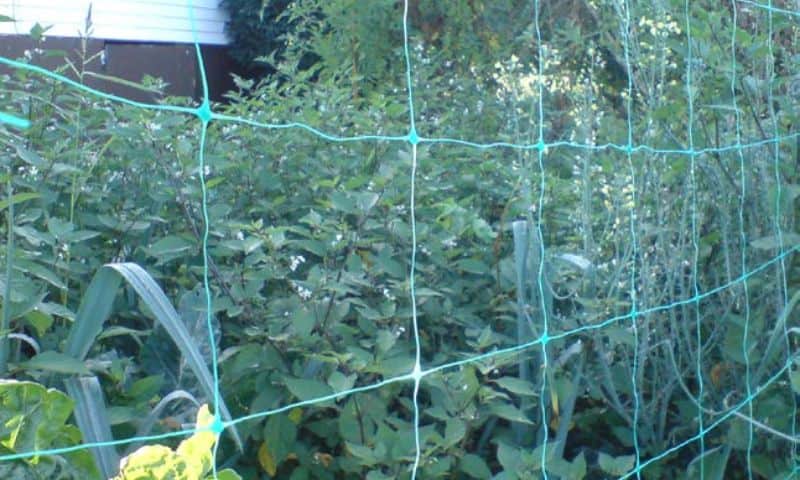 trellis netting