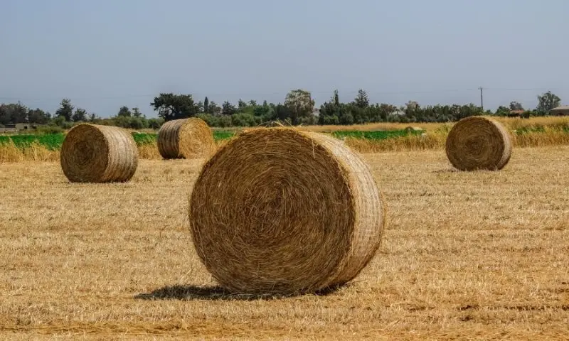 شبكة بالة
