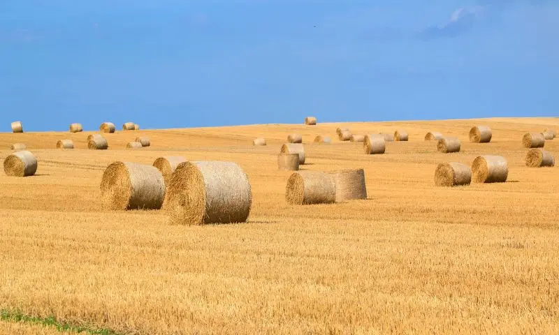شبكة بالة