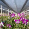orchid shade cloth