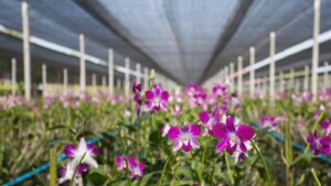 orchid shade cloth