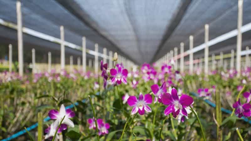 orchid shade cloth