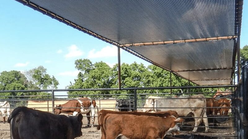 shading for cattle sheds