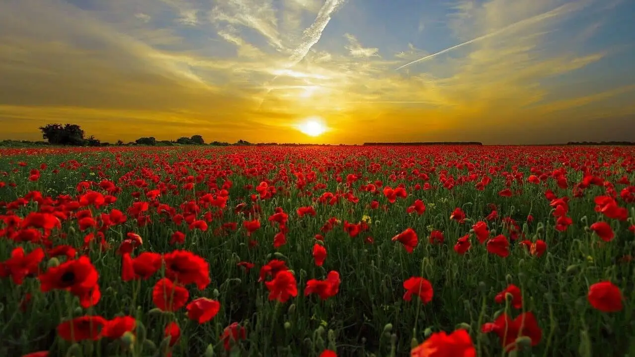 sunset, poppies, field-815270.jpg