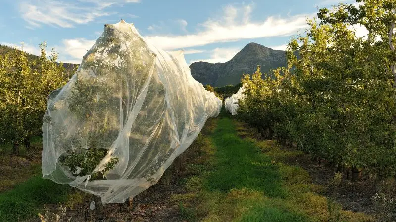 hail netting drape