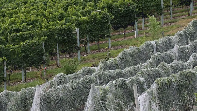 vineyard netting install