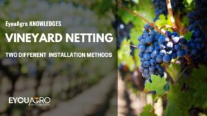 vineyard netting installation