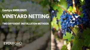 vineyard netting installation