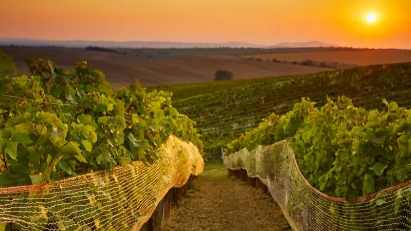 vineyard side netting install