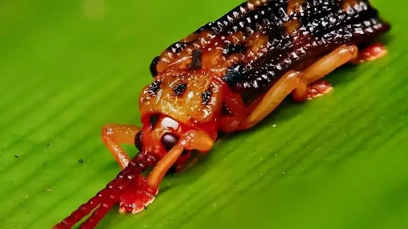 a leaf miner