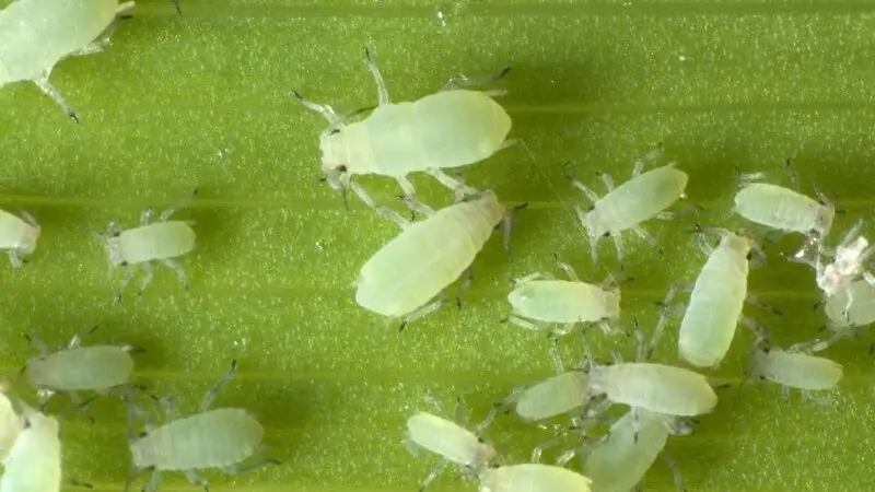 aphids