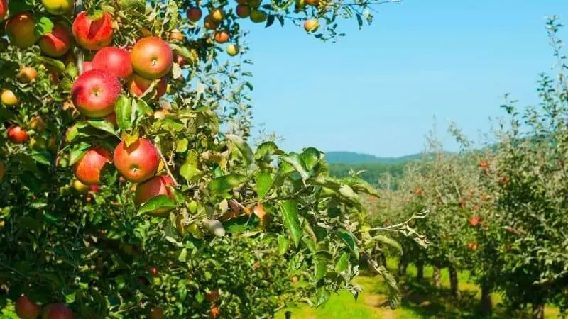 Apple Orchard Netting