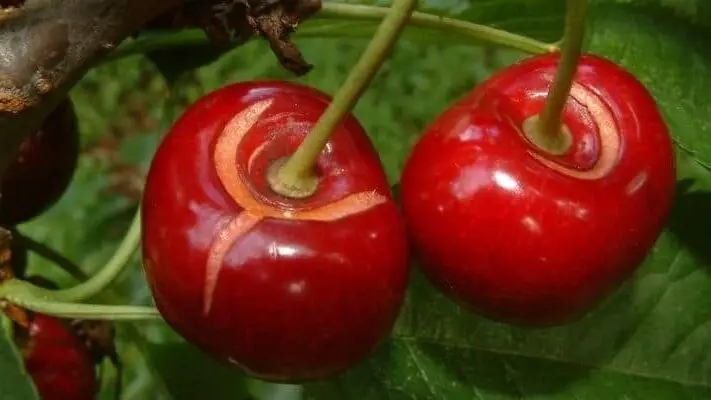 Cherry Cracking