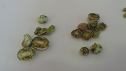 右側の焦げた芽と比較した左側の健康な芽
