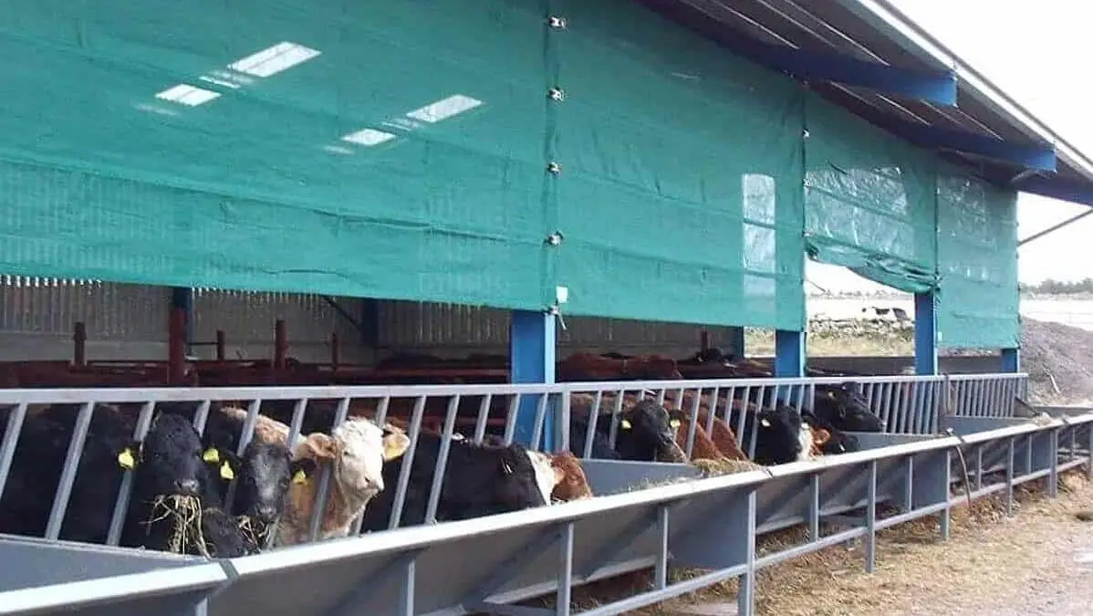 livestock windbreak