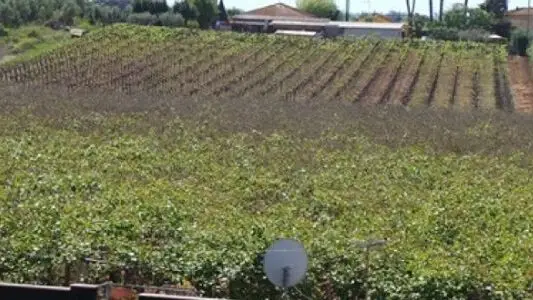 Note The Plants Burnt By The Frost Surrounded By Green Plants