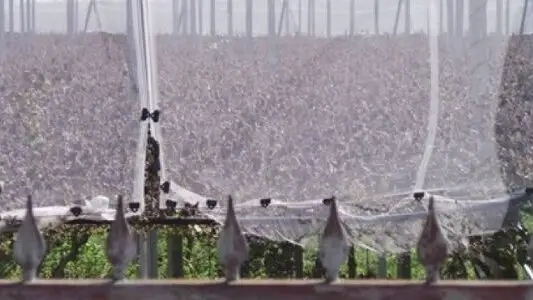 Orchard Under Net With Clear Signs Of Burning 1