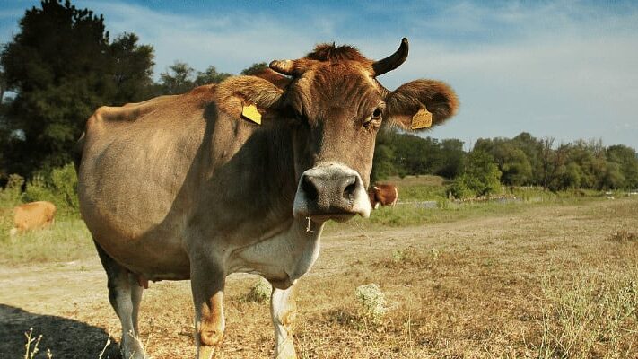 risico's voor oververhitting van vee