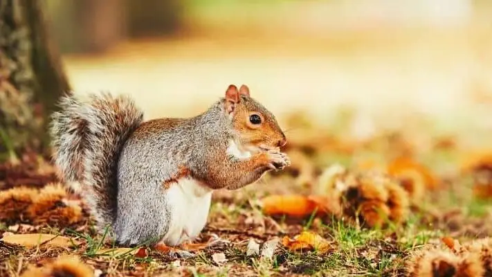 squirrel