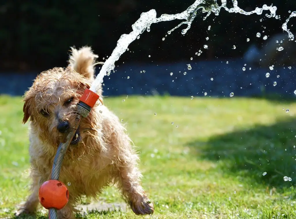 dog, garden, terrier-1310545.jpg