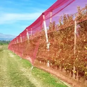 red shade cloth