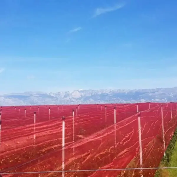 red shade cloth