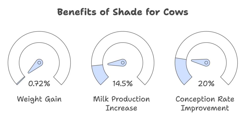 benefits of shade for cows