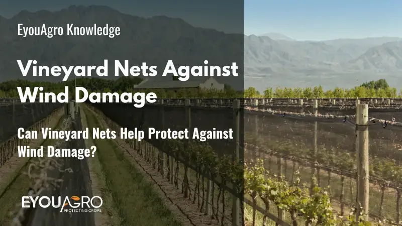 Les filets de vigne peuvent-ils aider à protéger contre les dommages causés par le vent ?