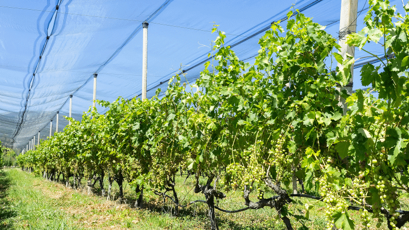 hail netting for vineyards