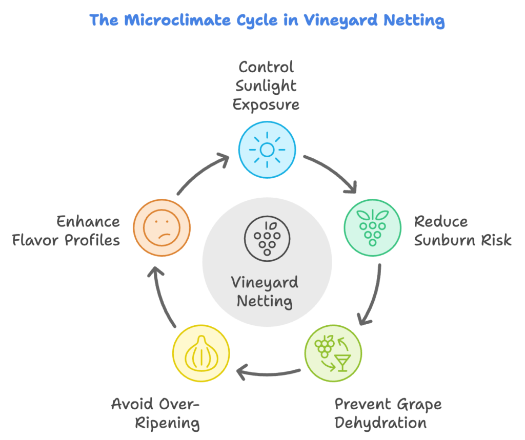 the microclimate cycle in vineyard netting