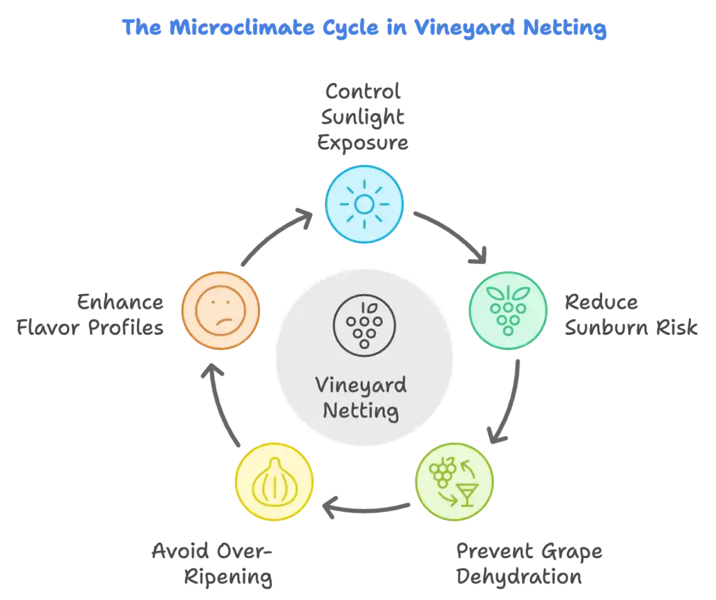 the microclimate cycle in vineyard netting