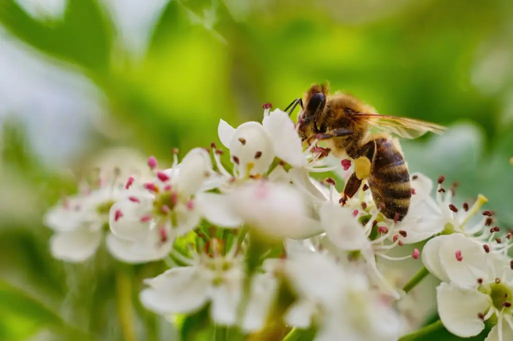 Close-up photo of a bee pollinating a white flower