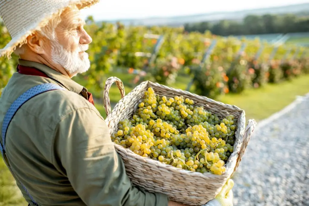 Senior winemaker with grapes on the vineyard